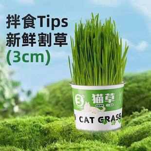 化毛球猫草罐头新鲜猫草3cm全阶段猫咪零食拌食草籽盆栽型猫薄荷