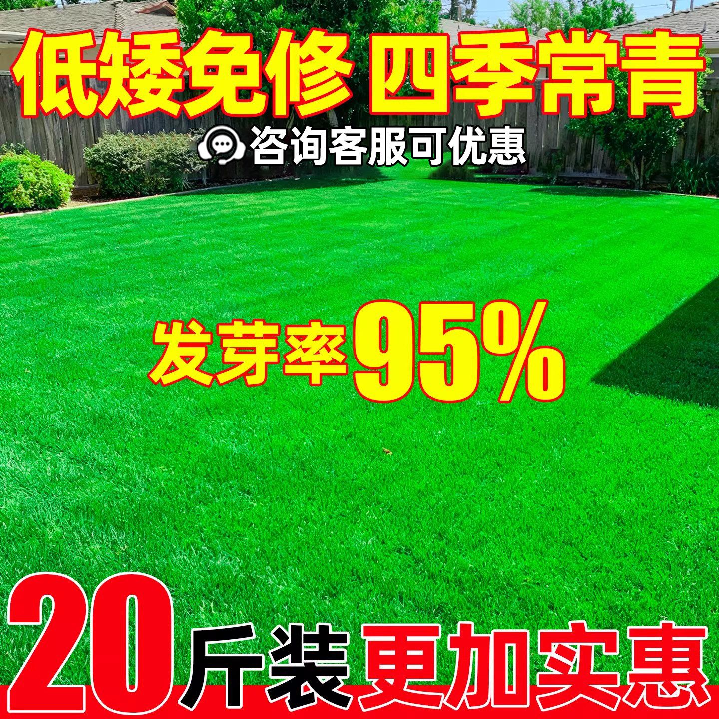 草坪草籽四季常青护坡固土草种子