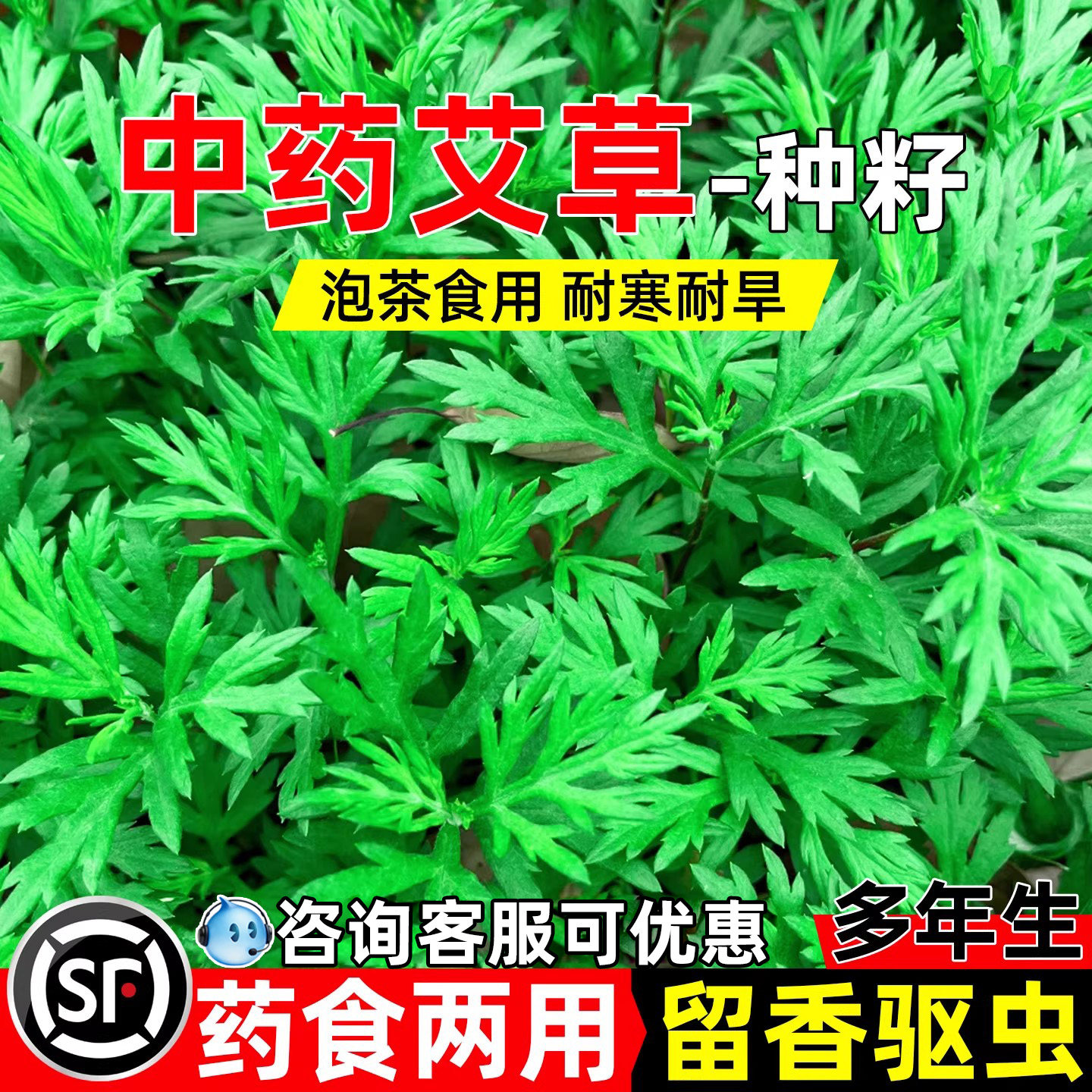 艾草种籽食用青团艾叶艾蒿中草药图片