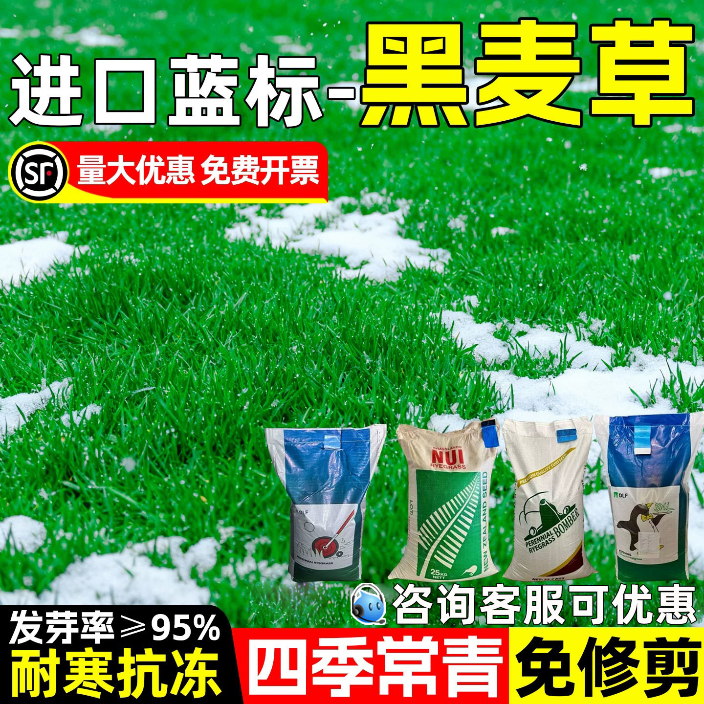 黑麦草种子进口蓝标黑麦草草坪草籽四季常青耐寒免修剪绿化草种籽