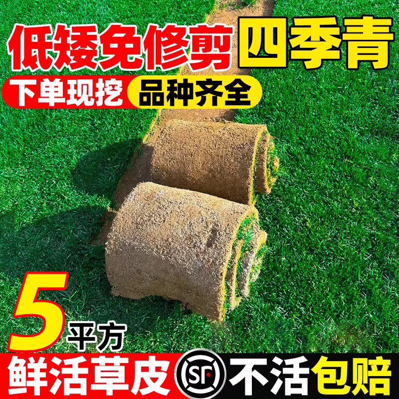 带泥土真草坪矮生免修剪别墅庭院图片