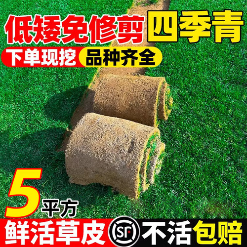 带泥土真草坪矮生免修剪别墅庭院