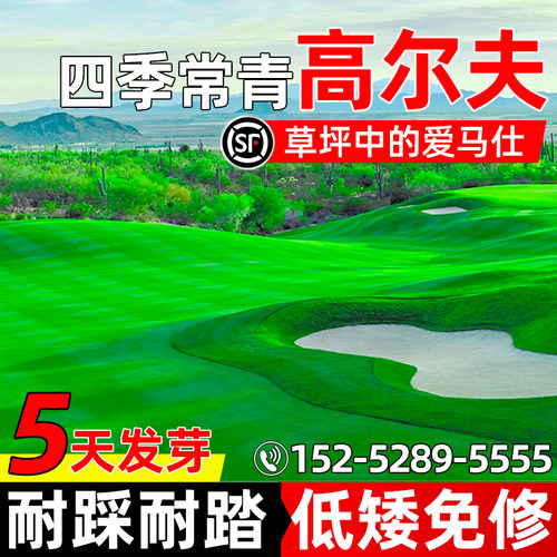 高尔夫四季常青免修剪耐践踏低矮
