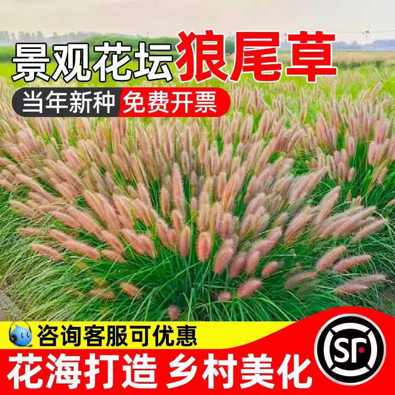 狼尾草种籽护坡固土草籽生态修复花海景观边坡复绿多年生灌木种子