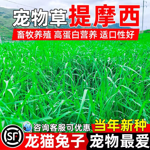 提摩西种籽牧草种子宠物牧草兔草