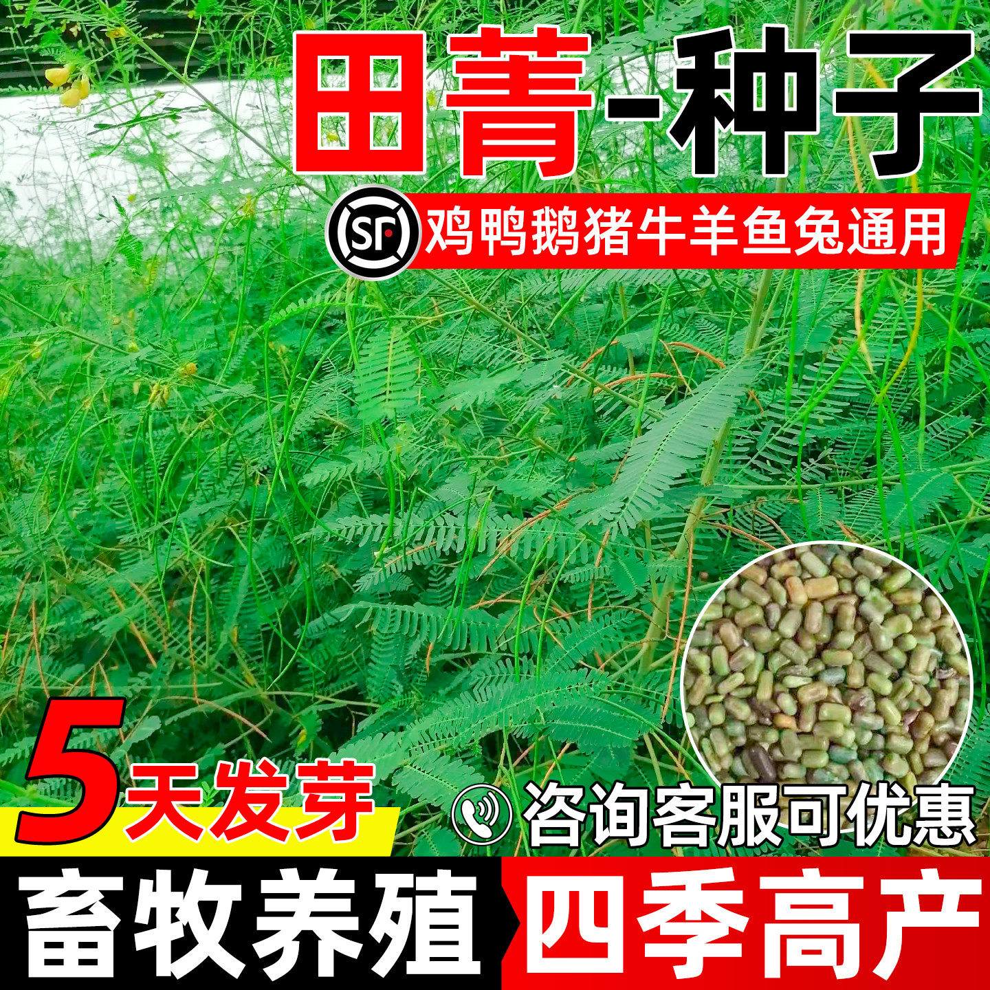 田菁牧草四季多年生高产牧草种籽