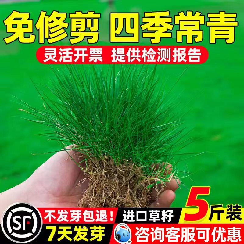 草坪草籽四季常青护坡固土狗牙根马尼拉庭院绿化地毯草黑麦草种子
