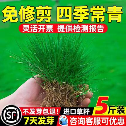 草坪草籽四季常青护坡固土狗牙根马尼拉庭院绿化地毯草黑麦草种子