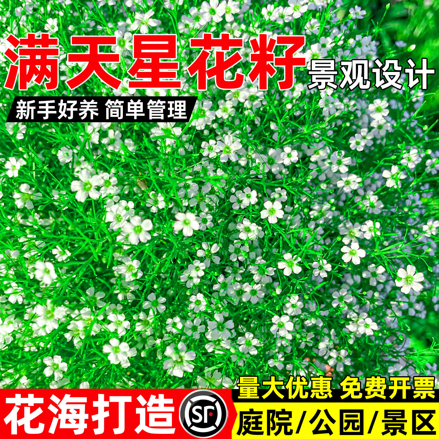 满天星花籽景观设计花海打造种子图片