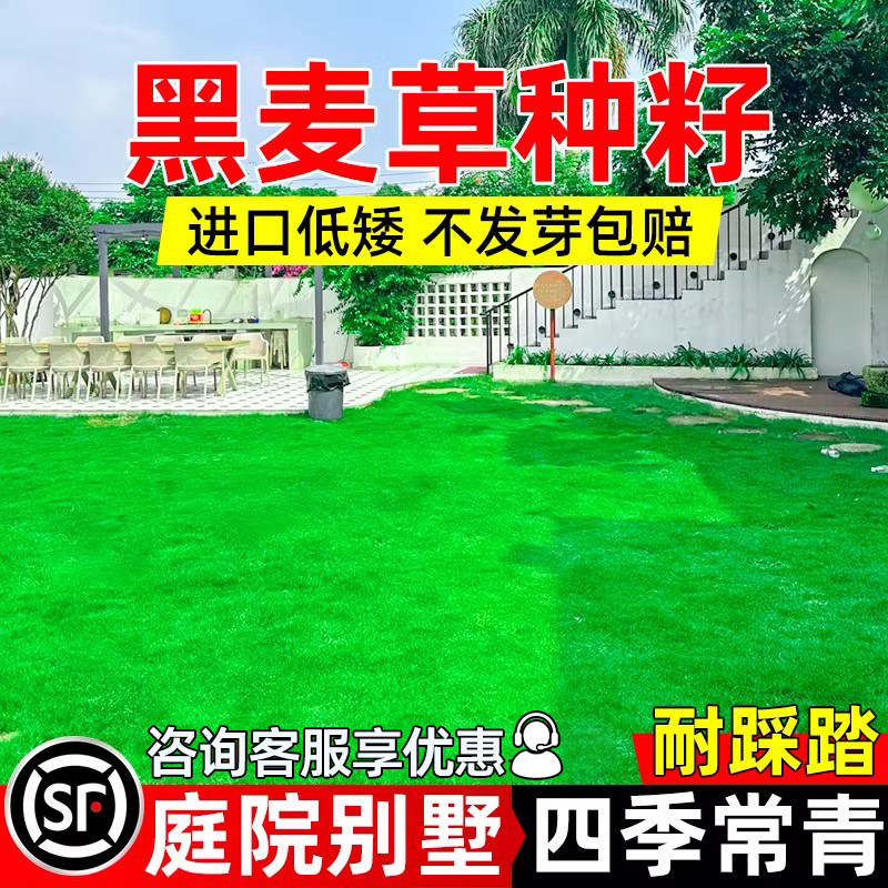 进口黑麦草种籽矮生免修剪草坪草籽四季常青庭院别墅绿化草坪种子