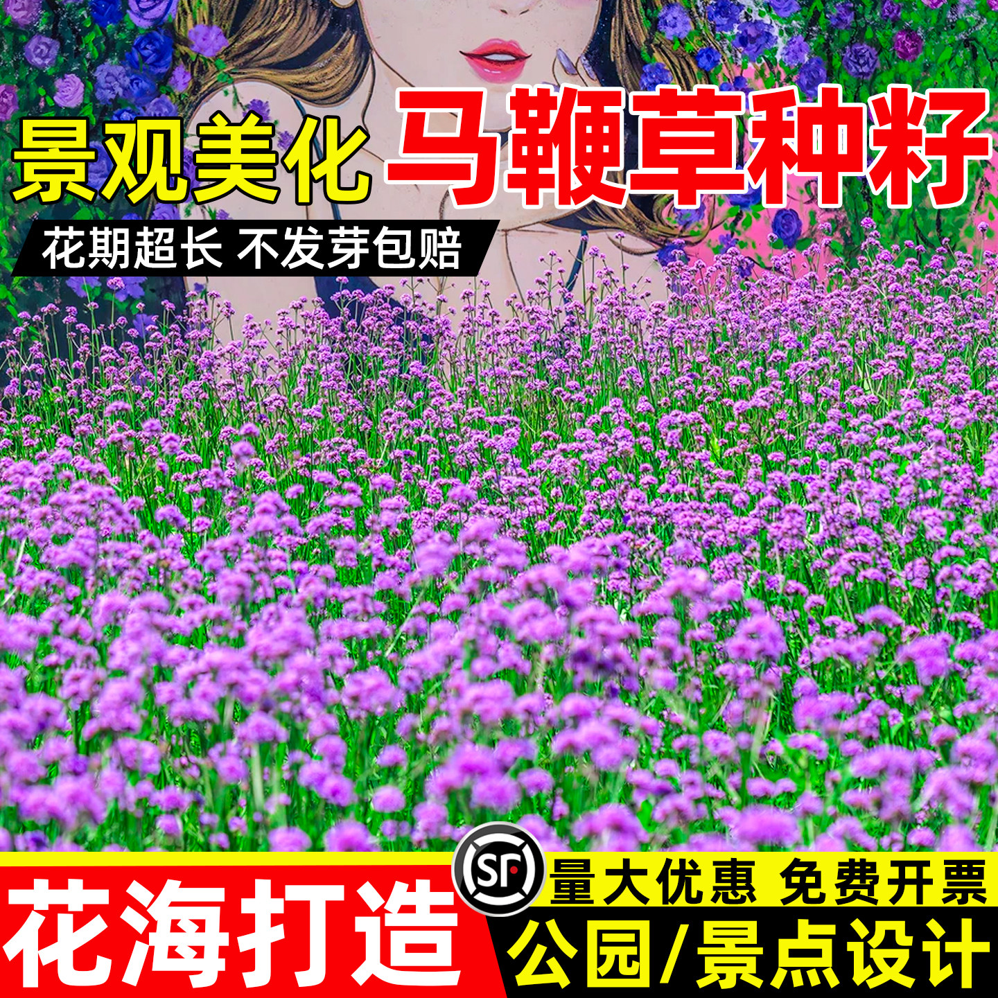 马鞭草种籽景观美化花海打造花籽图片