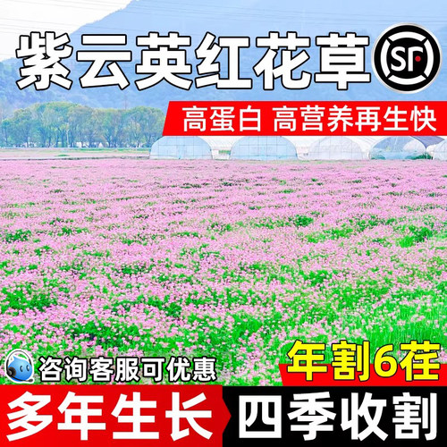 紫云英草种多年生长畜牧养殖绿肥