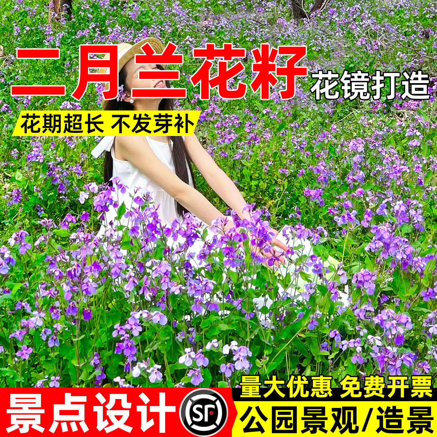 二月兰花种子公园景区花海景观