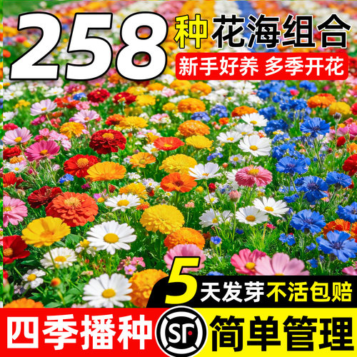 野花组合波斯菊格桑花太阳花种子