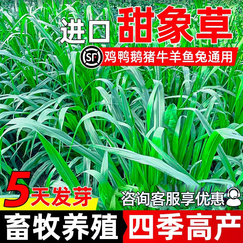 进口甜象草种子四季高产草籽畜牧养殖家禽喜食鸡鸭鹅牛羊牧草种籽