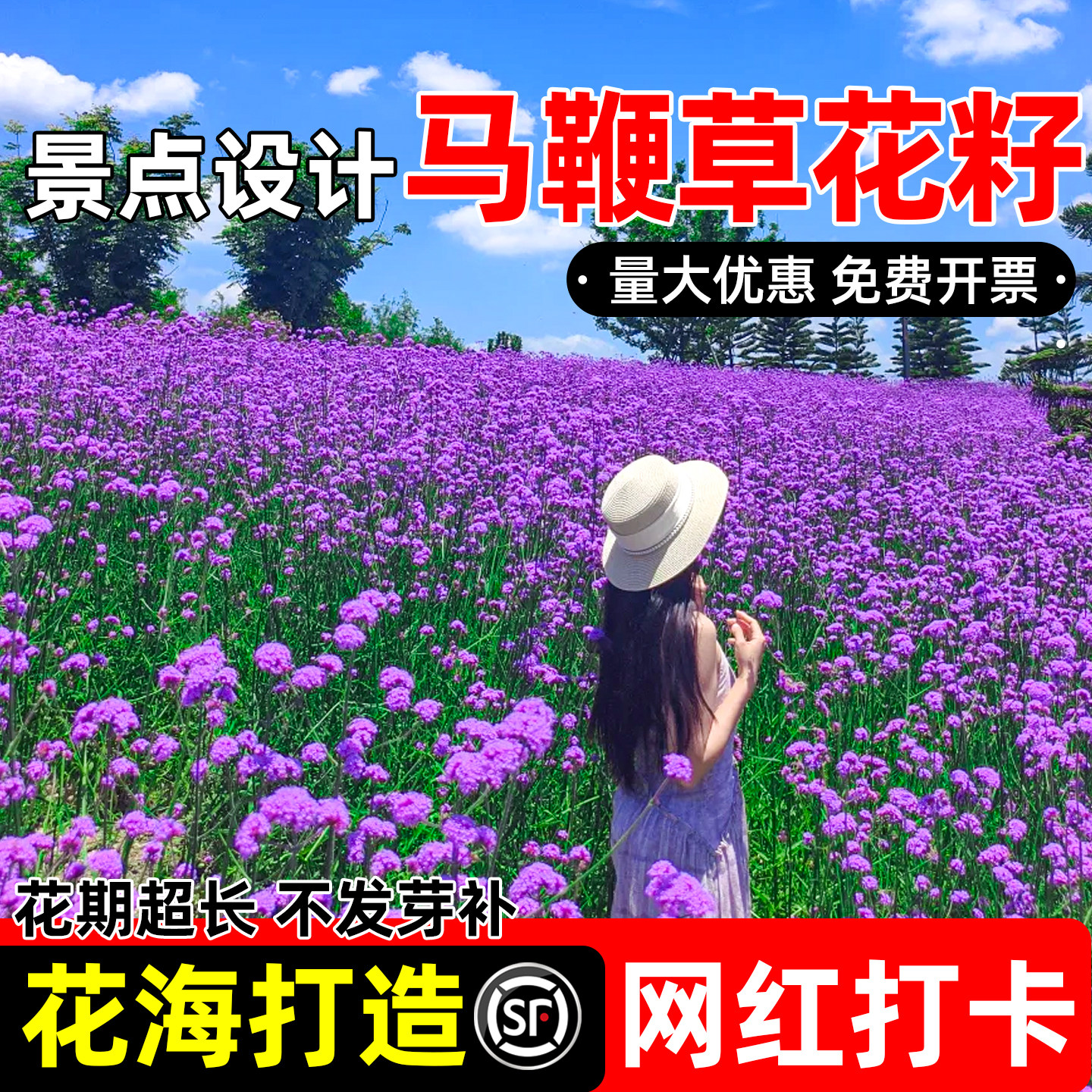 马鞭草花籽景点设计花海打造种籽图片