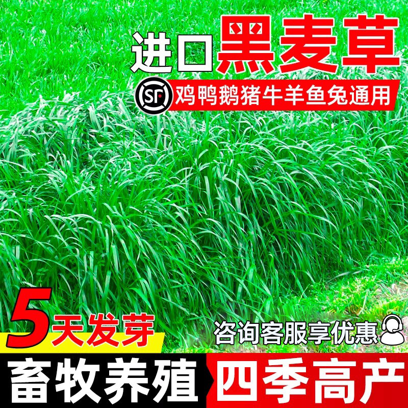 黑麦草种籽四季高产草籽畜牧养殖家禽喜食多茬收割多年生牧草种子