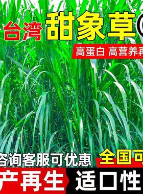 甜象草种籽四季收割高产再生畜牧