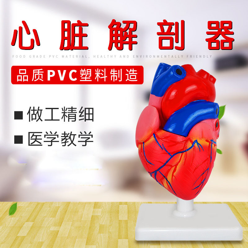 人体三倍大心脏解剖模型教学模型厂家自然心内科器官教学数字标识