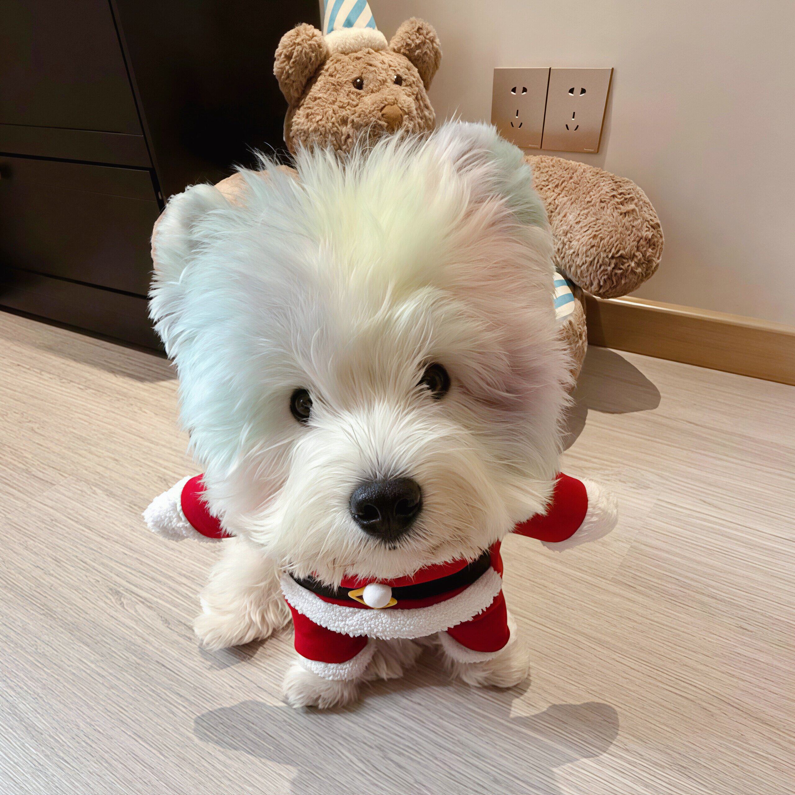 狗狗圣诞宠物衣服搞怪变身装小猫圣诞节小型犬博美比熊装饰冬披风