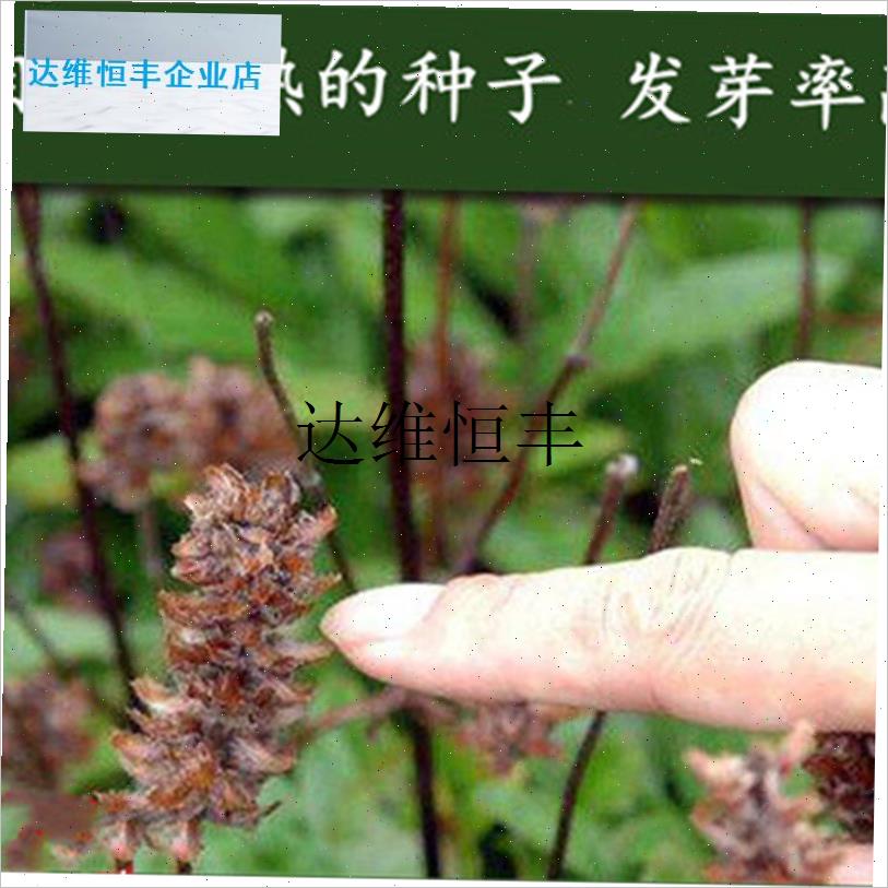 夏枯草种子夏g枯草苗中药材盆栽庭院阳台种植白毛夏枯草苗夏果草,