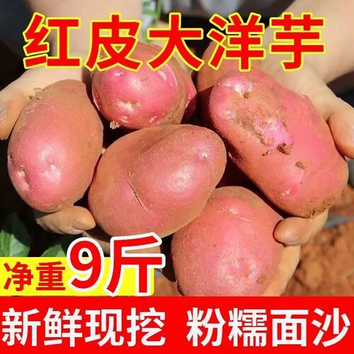 云南新鲜红皮黄心土豆现挖现发！