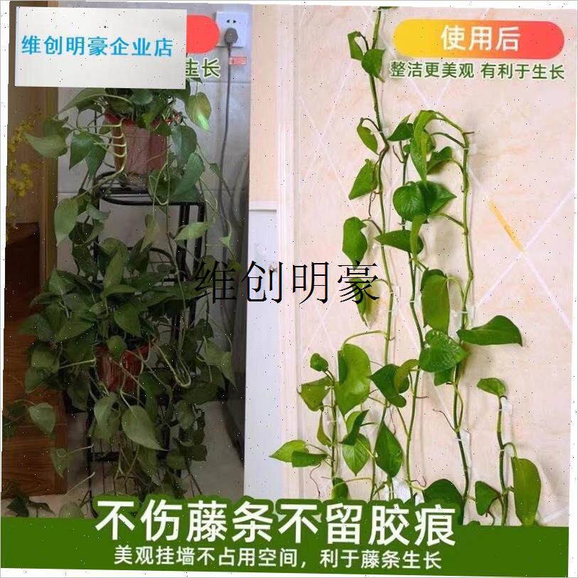 l植物爬墙固定器户外卡扣s绿萝爬藤月季夹子枝条牵引粘钩墙面藤蔓