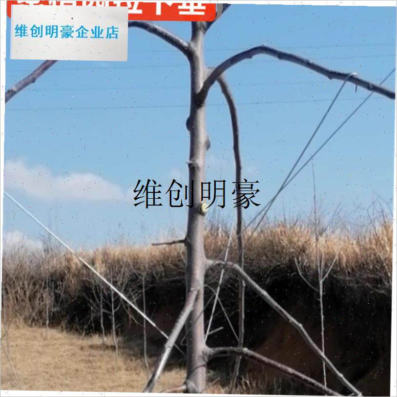 l永德助理干枝拉苹or果树密植园下垂大樱桃枝果树拉树枝