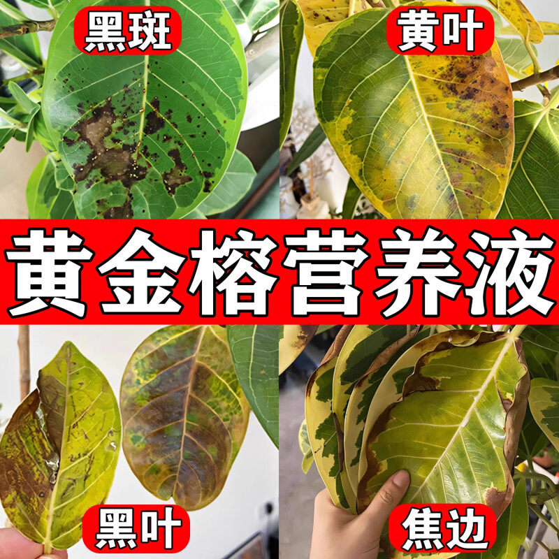 黄金榕专用肥营养液肥料锈斑病叶子发黑黄叶黑斑养护高山爱心榕树