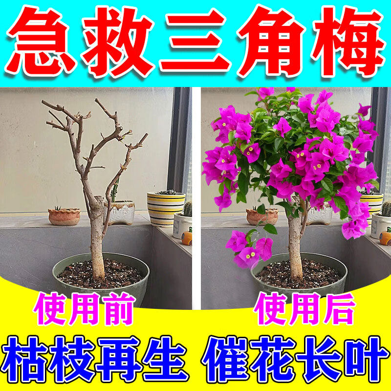 三角梅复活液植物专用开花肥强力生根剂黄叶光杆养花营养生根药水