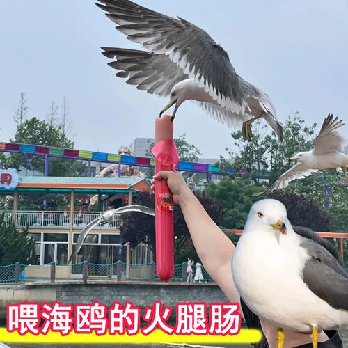 大连海鸥超大王中王火腿肠2斤