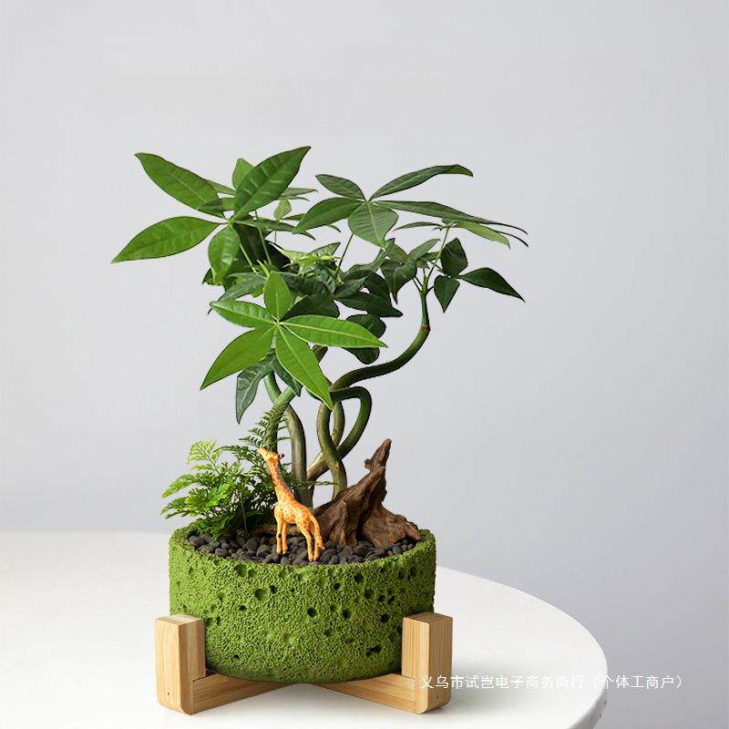 发财树小盆栽花卉造型植物客厅桌面绿植室内四季树办公室好养盆栽