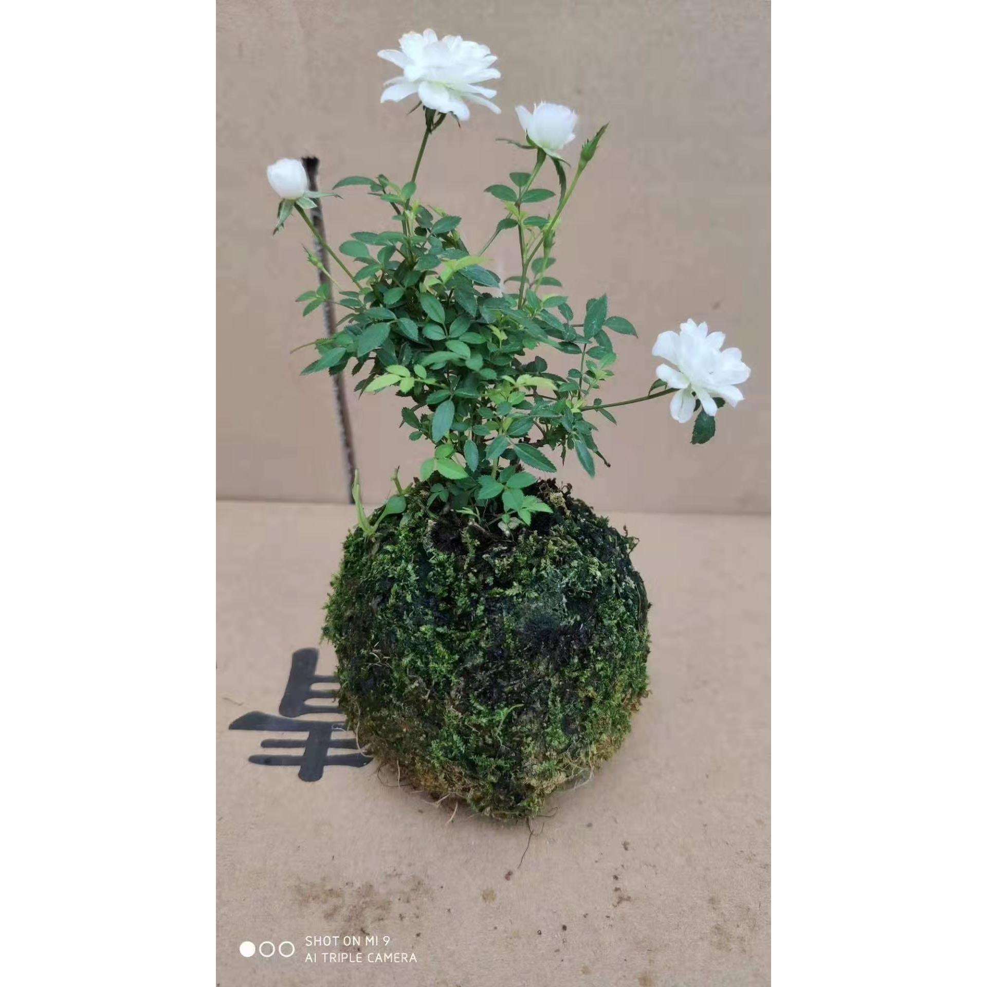 基地直销观叶绿植盆栽花卉居家绿植姬月季苔藓球