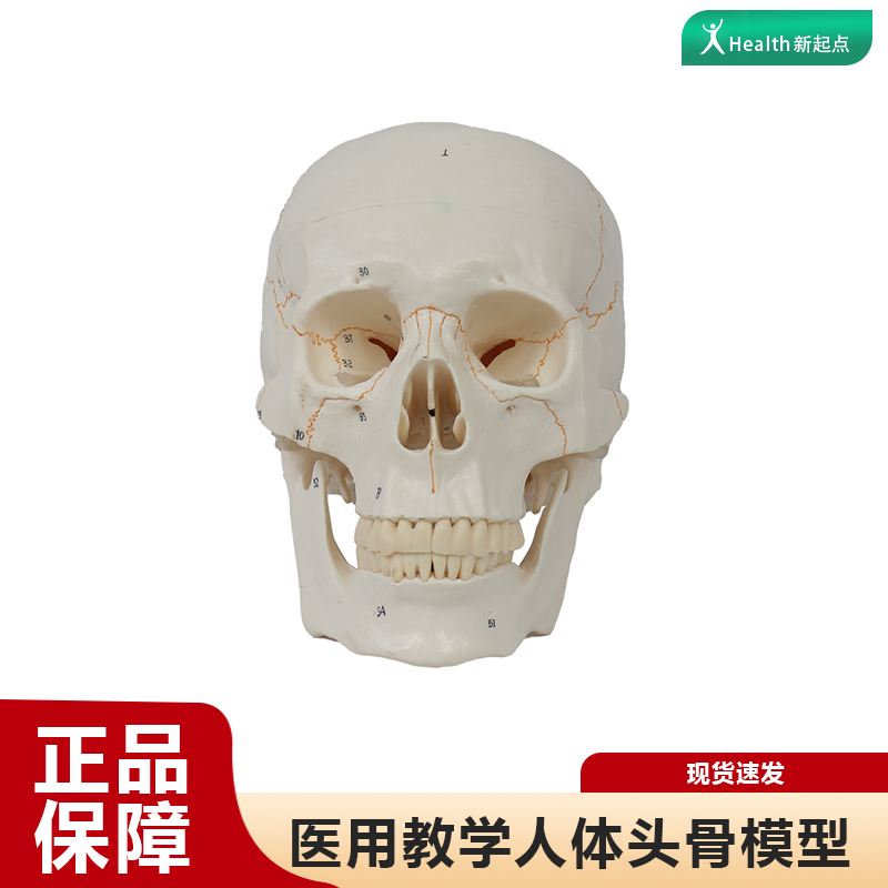标数字骨缝线头颅医学人体头骨模