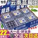 新鲜水果12盒现摘怡颗孕妇整箱 云南蓝莓鲜果当季 包邮 现货空运