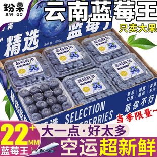 【现货空运】云南蓝莓鲜果当季新鲜水果12盒现摘怡颗孕妇整箱包邮