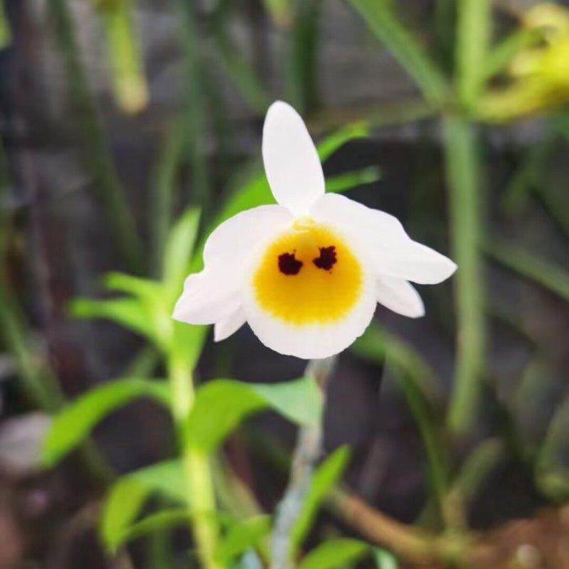 稀有本斯石斛 带眼睛石斛兰花盆栽盆景绿植吊兰非常好养 花期很长