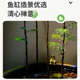 水杉鱼缸造景水培溪流缸盆栽盆景鱼池水生植物绿植室内外水草客厅