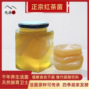 正宗红茶菌原种胃宝种子海宝菌活菌醋蛾子四季可食用养胃有教程