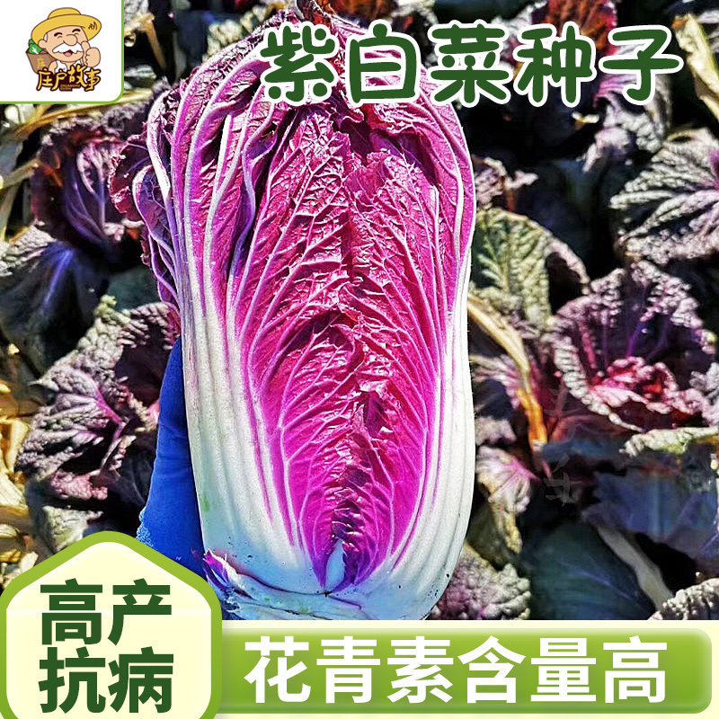 韩国进口紫白菜种子特色包心大白菜娃娃菜籽四季阳台盆栽蔬菜种孑