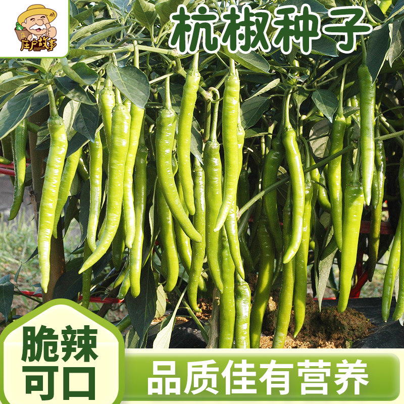 杭椒辣椒种子春秋超辣超长线椒杭椒种籽高产四季阳台庭院蔬菜种孑