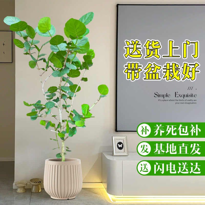 海葡萄绿植室内大型盆栽客厅大花盆落地植物摆件乔迁新居房去甲醛图片