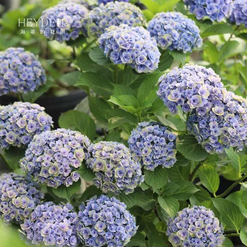 海蒂的花园大花绣球妖精之吻庭苗绣球花阳台院木本花卉盆新品