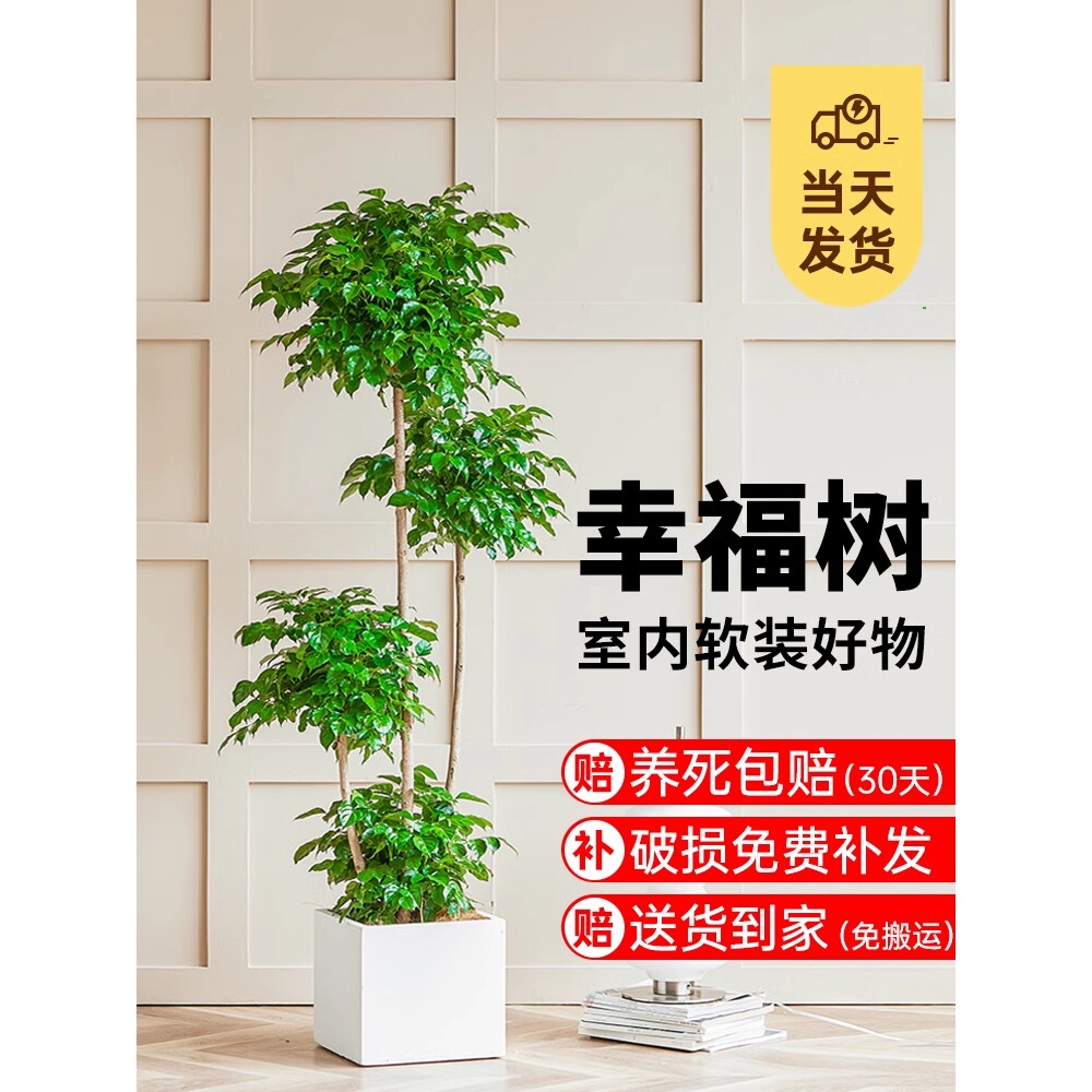 幸福树客厅盆栽大型绿植办公室好养盆景发财树新房除甲醛室内植物
