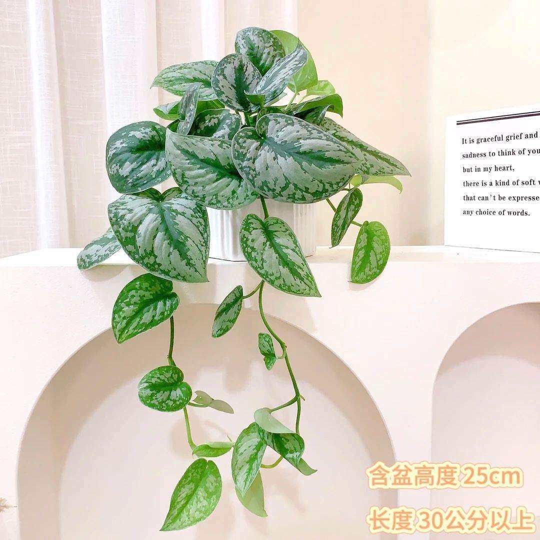 大叶银斑葛长藤吊兰发货绿植净化空气吸甲醛懒人垂吊盆栽好养鲜活
