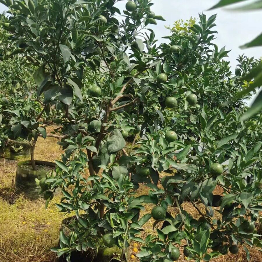 观赏橘子树小区市政公园果树私家庭院家庭园艺种植树