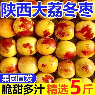 正宗陕西大荔冬枣5斤枣子新鲜当季水果包邮现摘现发大青脆甜