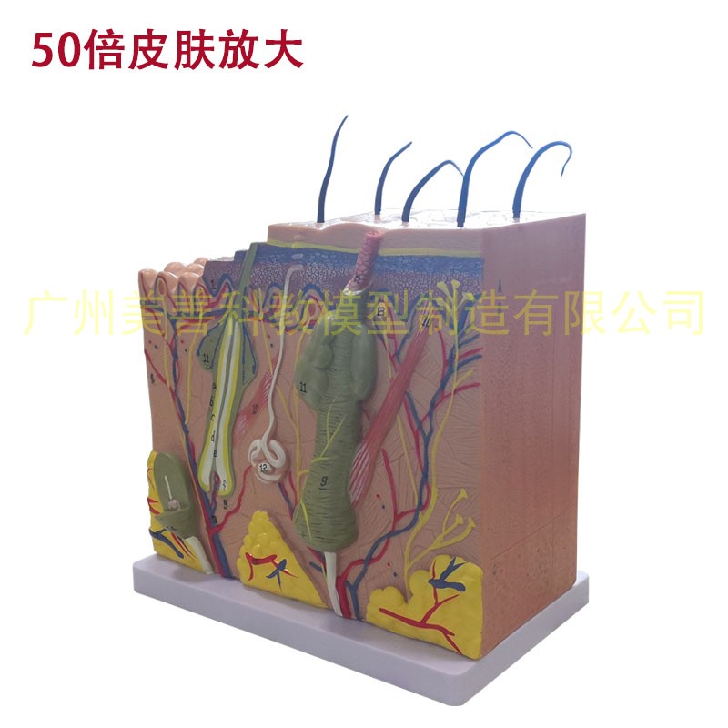 极速皮肤模型 人体皮肤r结构模型 皮肤层次构造 皮肤放大解剖模型