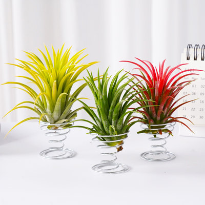 美观有趣空气凤梨室内室外均可