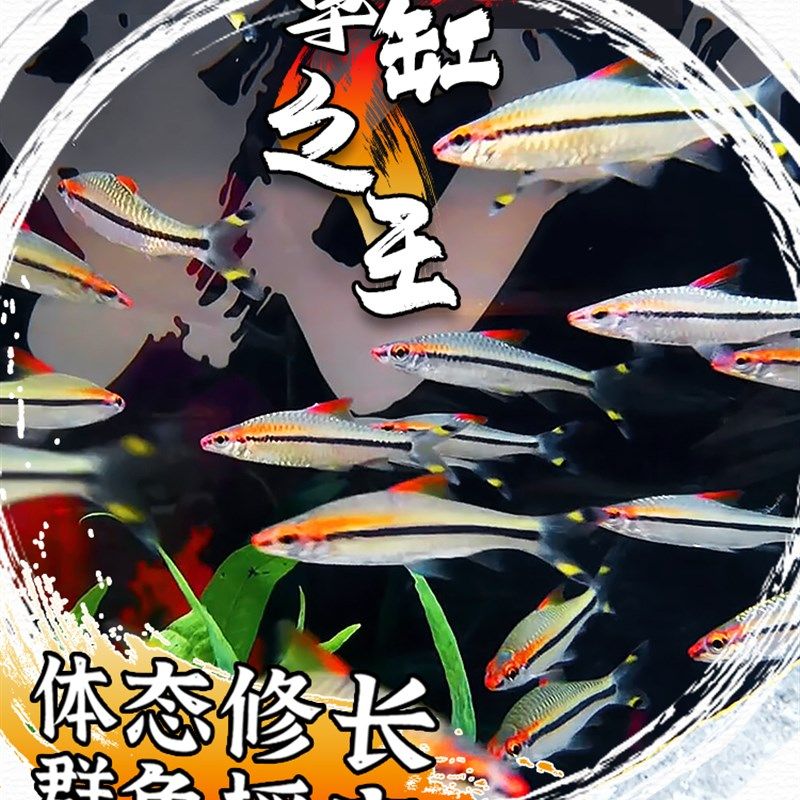 极速一眉道d人鱼红眉道人鱼草缸群游鱼小型鱼活体热带观赏鱼黑尾,节庆用品/礼品,路引,淘宝优惠券,粉丝福利购,淘宝优惠卷